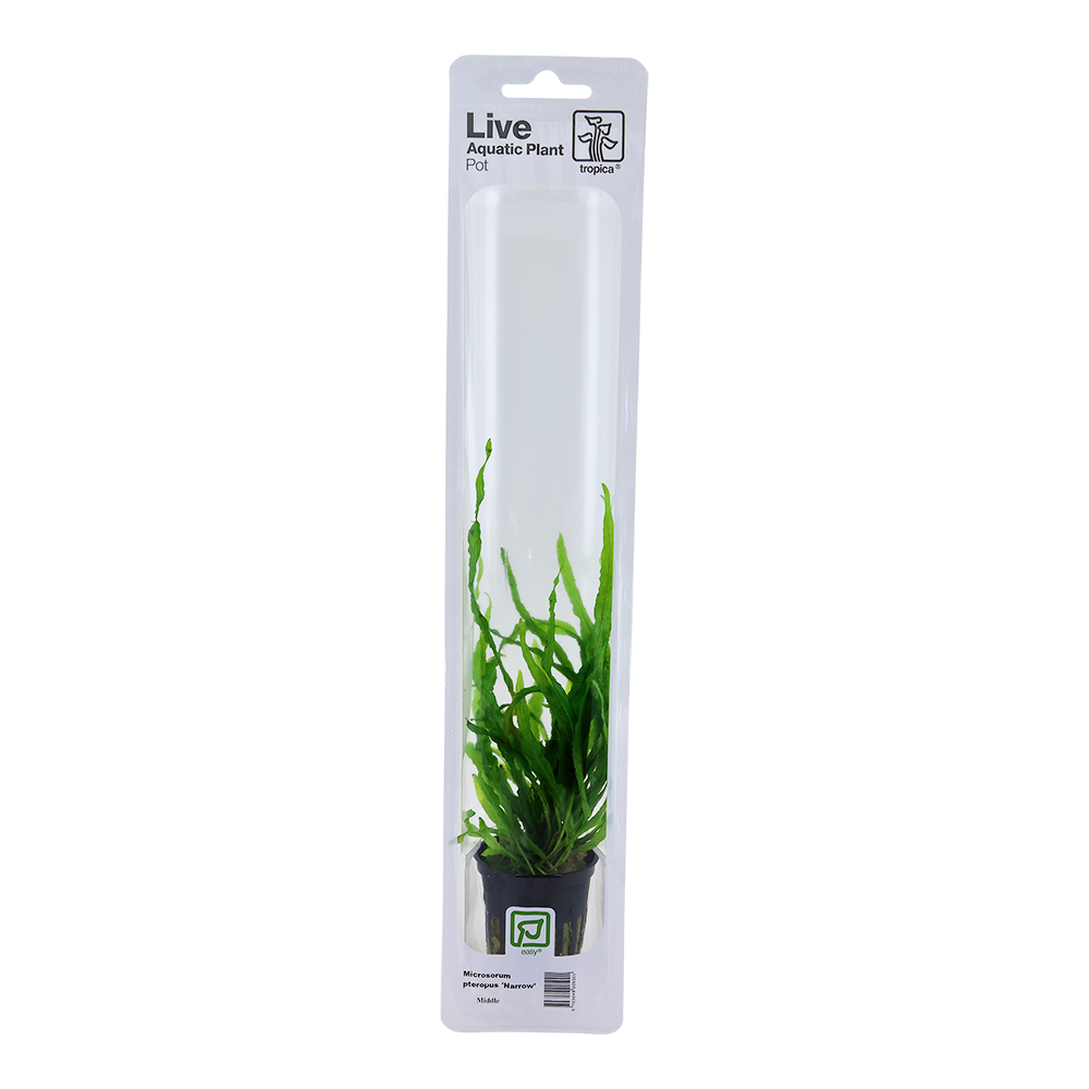 Microsorum pteropus 'Narrow' - Schmalblättriger Javafarn - Topf in Einzelverpackung Microsorum pteropus 'Narrow' - Schmalblättriger Javafarn - Topf in Einzelverpackung