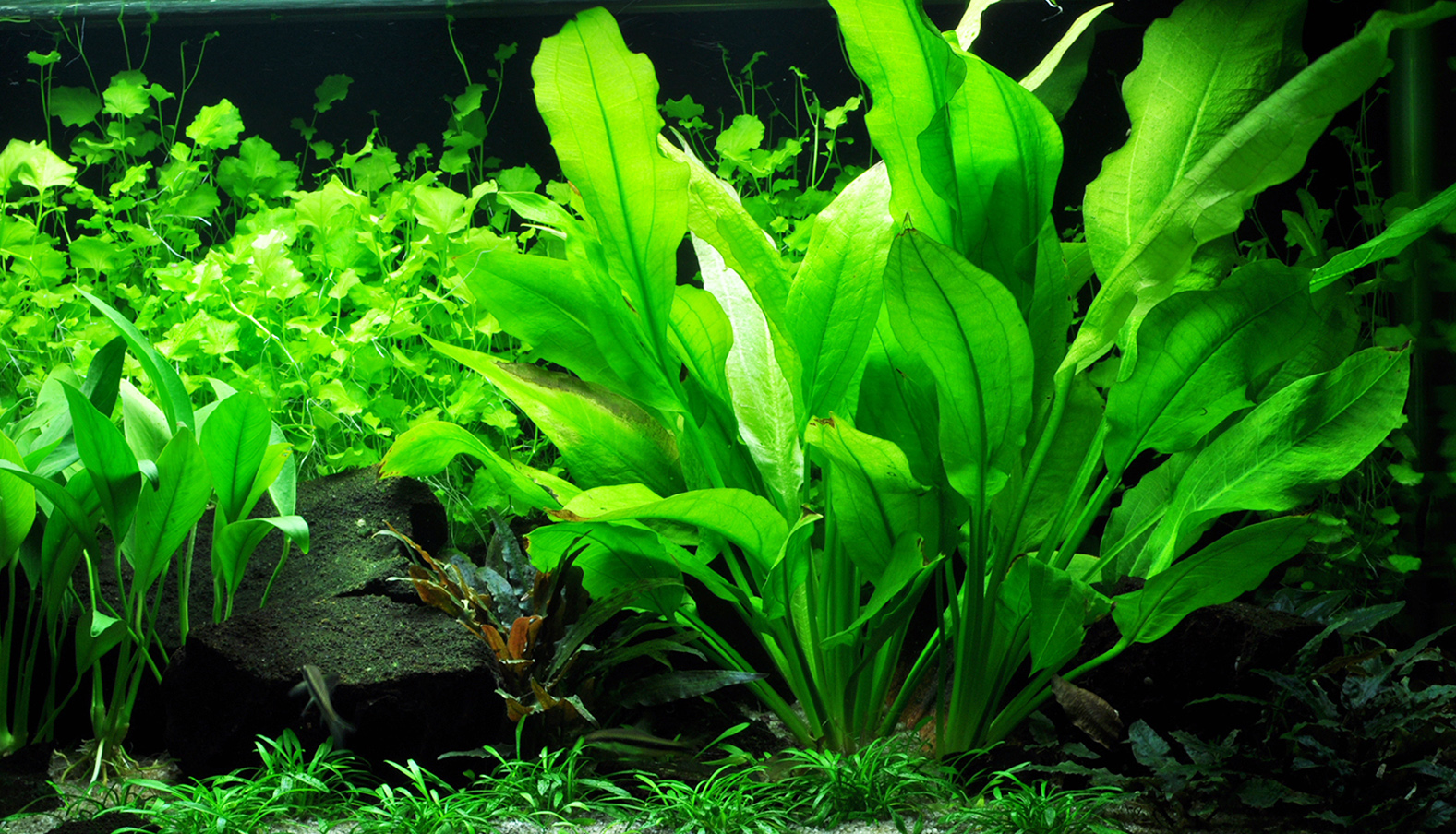 Echinodorus grisebachii 'Bleherae' - Große Amazonas-Schwertpflanze - im Topf XL