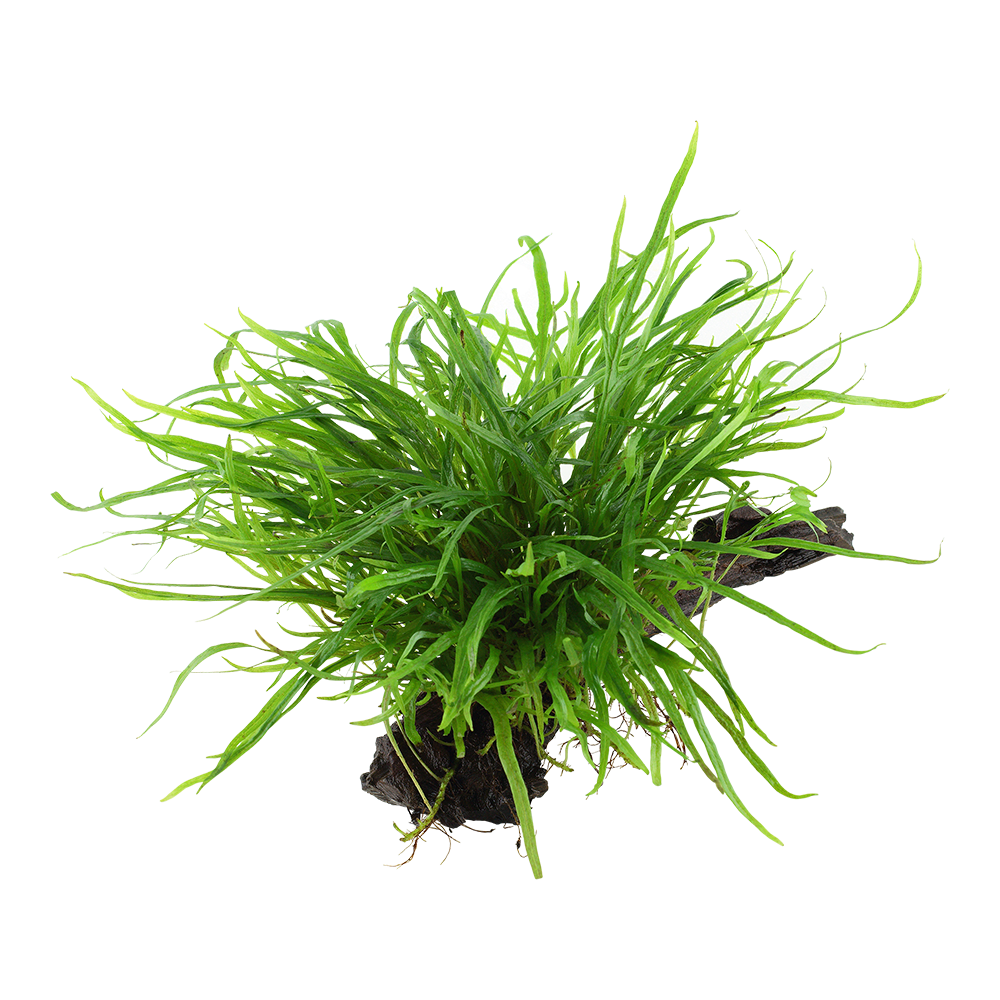 Microsorum pteropus 'Trident' - Trident-Javafarn - auf Wurzel Microsorum pteropus 'Trident' - Trident-Javafarn - auf Wurzel