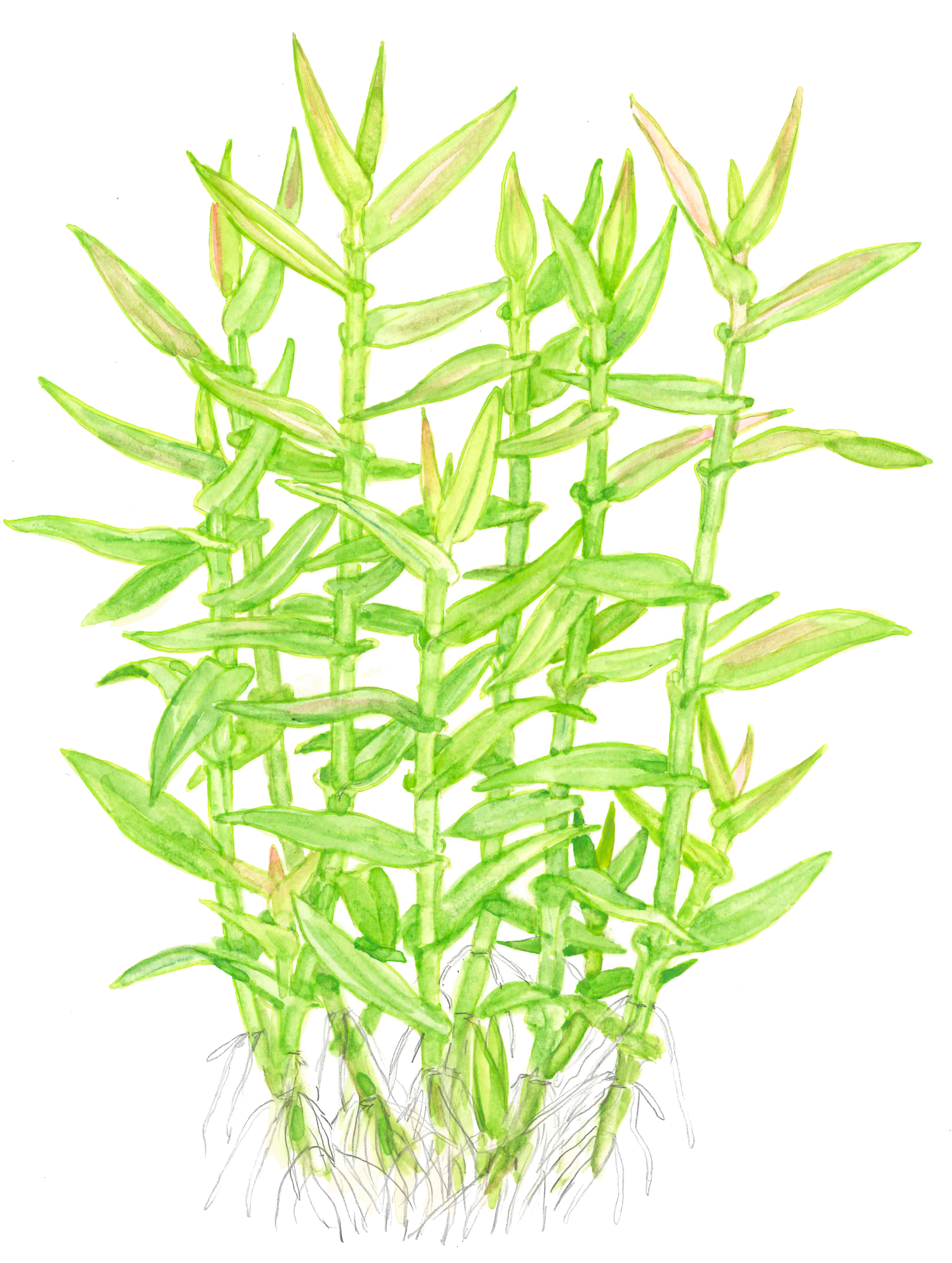 Murdannia keisak - Asiatische Tagblume - im Topf Murdannia keisak - Asiatische Tagblume - im Topf