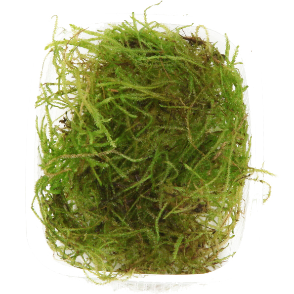 Taxiphyllum barbieri 'Bogor Moss' - Javamoos - Portion