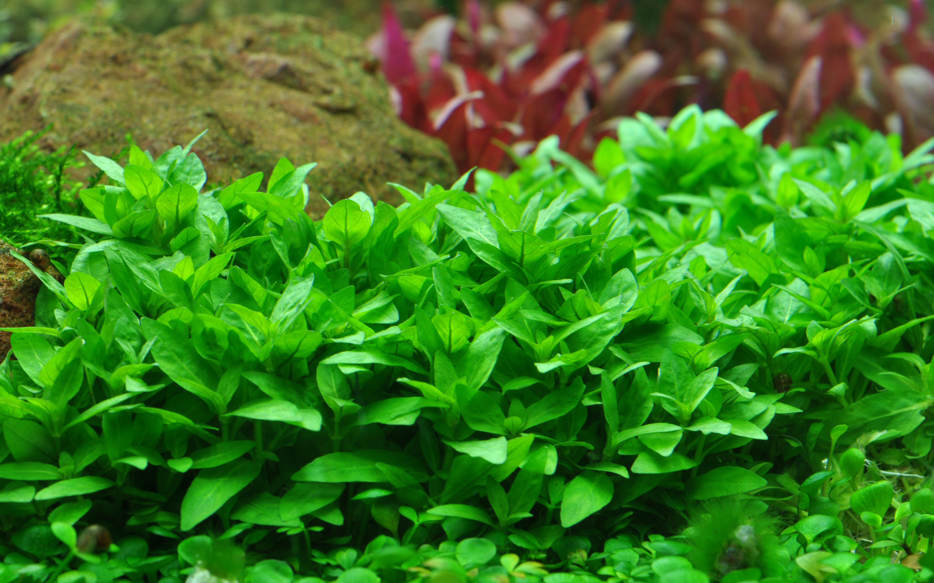 Staurogyne repens - Kriechende Staurogyne - im Topf