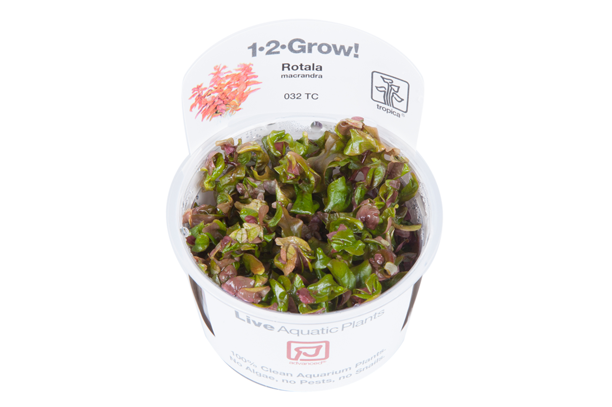 Tropica Rotala macrandra - Große Rotala - in Vitro Tropica Rotala macrandra - Große Rotala - in Vitro
