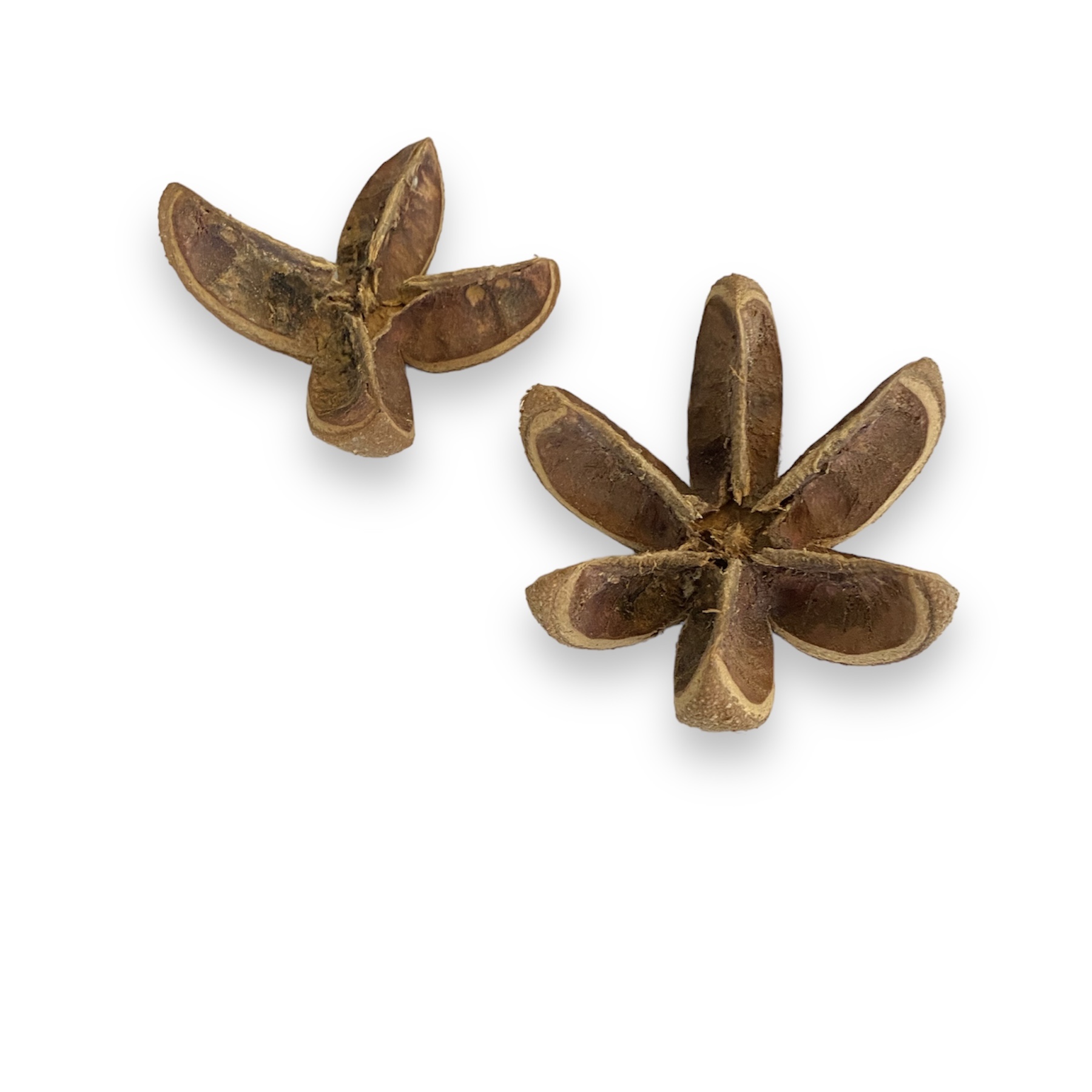 Wildkastanie Castanea sativa getrommelt Wildkastanie Castanea sativa getrommelt