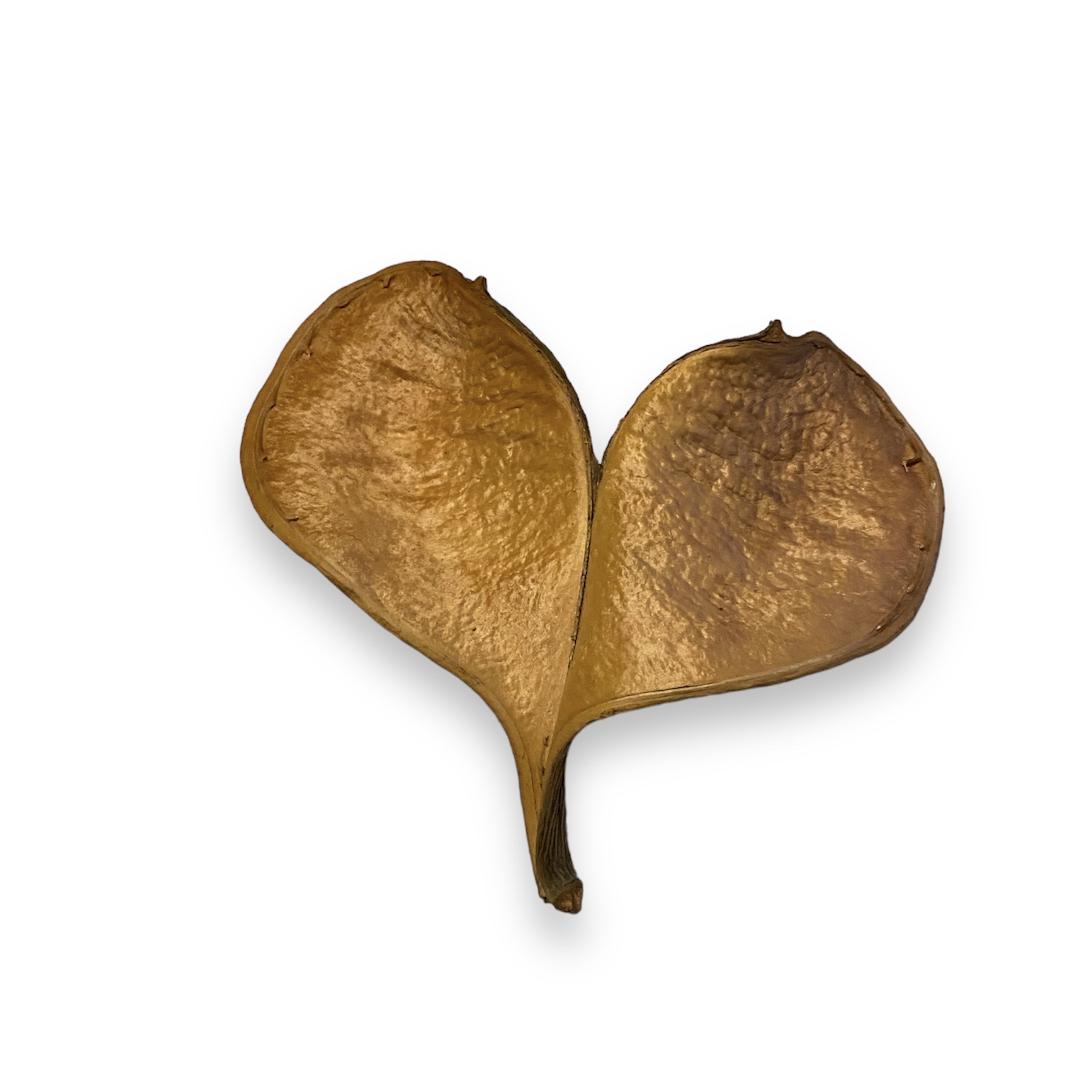 Elefanten Ohr 2 Lappig ca. 13-15 cm Xylia xylocarpa