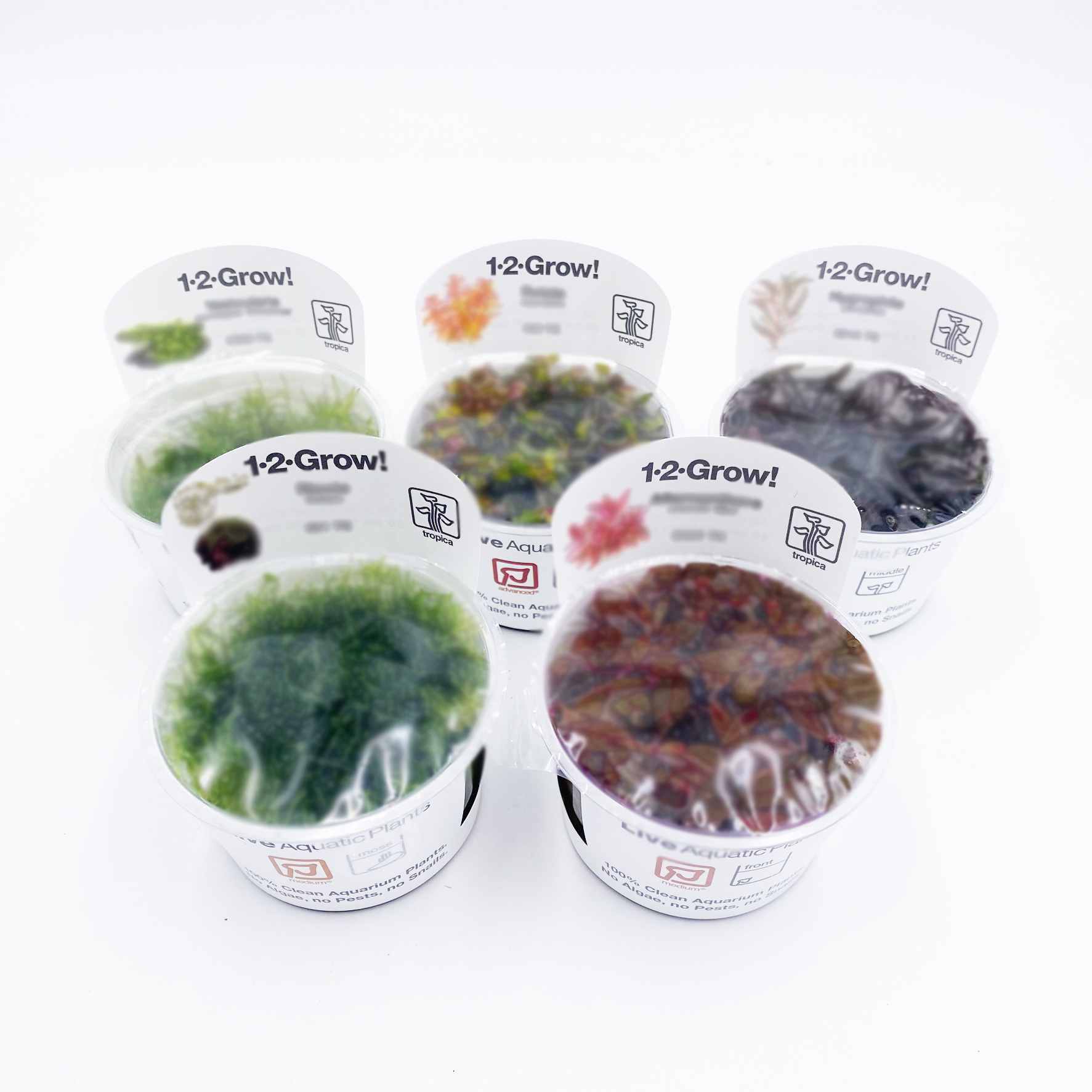 in Vitro Pflanzen Überraschungspaket 5 Becher