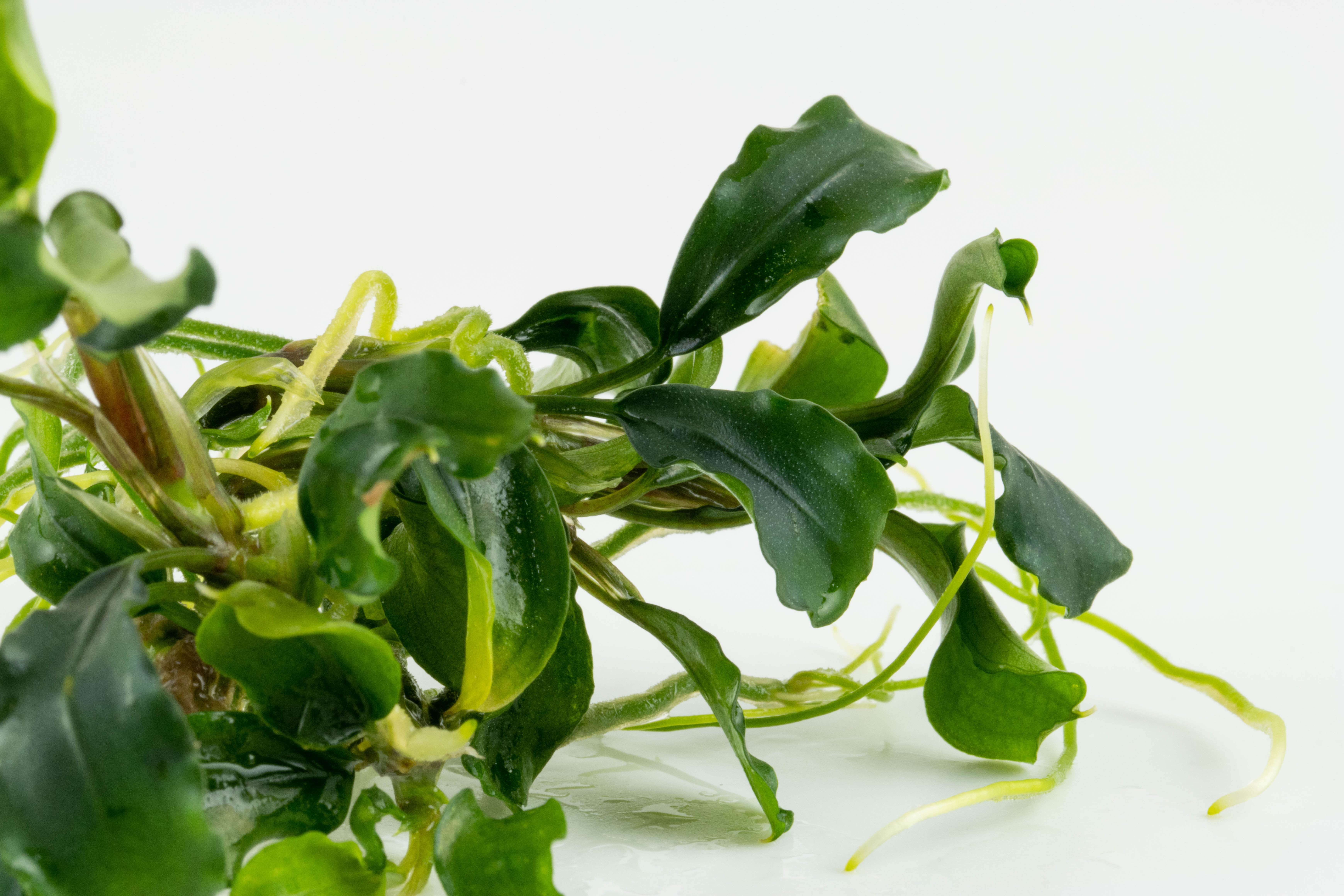 Bucephalandra pygmaea 'Bukit Kelam' - in Vitro Bucephalandra pygmaea 'Bukit Kelam' - in Vitro