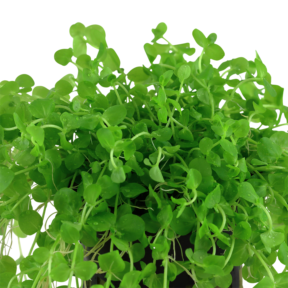 Micranthemum umbrosum - Rundblättriges Perlenkraut - im Topf Micranthemum umbrosum - Rundblättriges Perlenkraut - im Topf