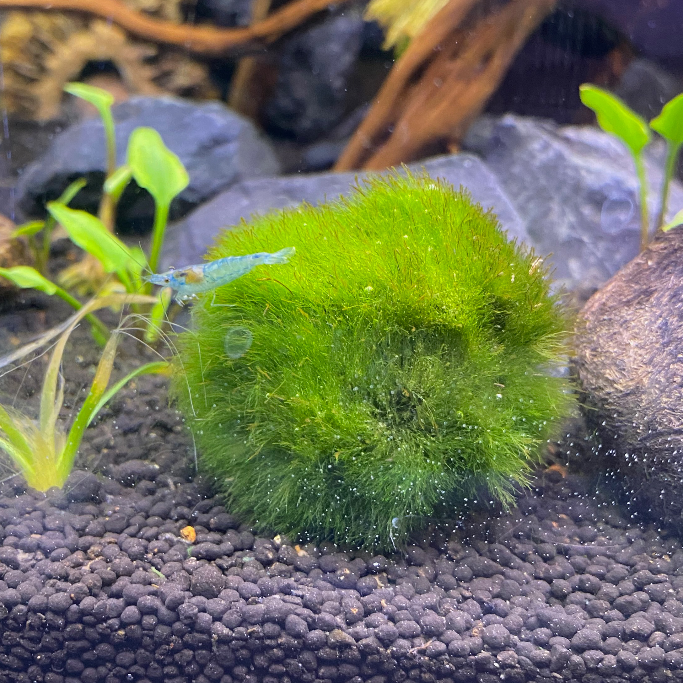 Aegagropila linnaei - Mooskugel - Marimo 2-4cm Aegagropila linnaei - Mooskugel - Marimo 2-4cm