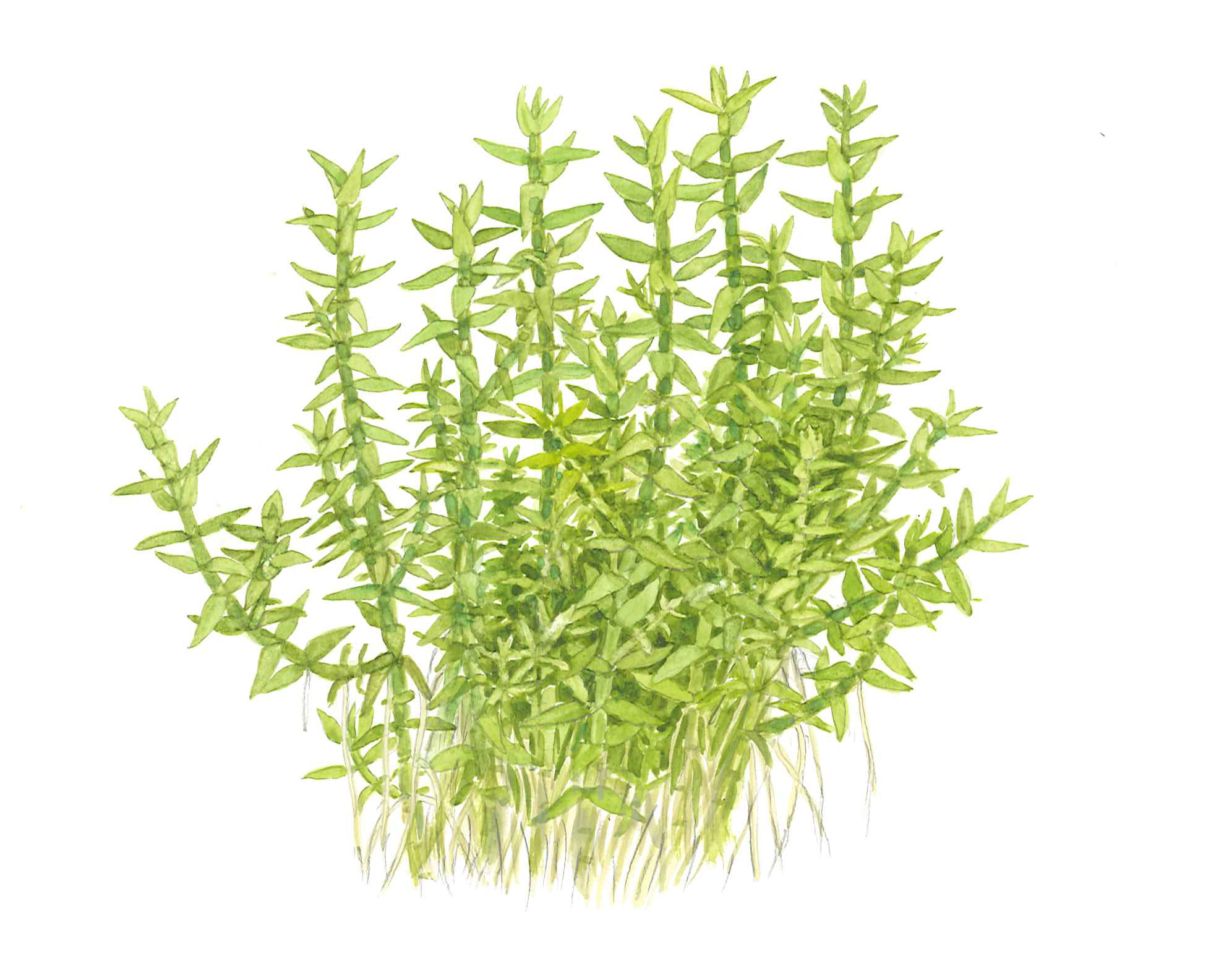 Tropica - Gratiola viscidula - Klebriges Gnadenkraut - in Vitro Tropica - Gratiola viscidula - Klebriges Gnadenkraut - in Vitro
