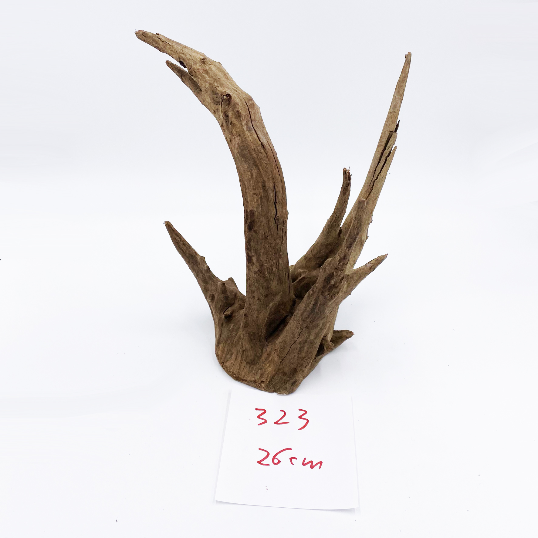 Corbo Root Nano Wurzel - 15 bis 22cm