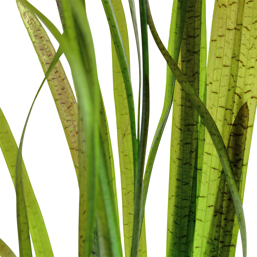 Vallisneria spiralis 'Tiger' - Tiger-Vallisnerie - im Topf Vallisneria spiralis 'Tiger' - Tiger-Vallisnerie - im Topf