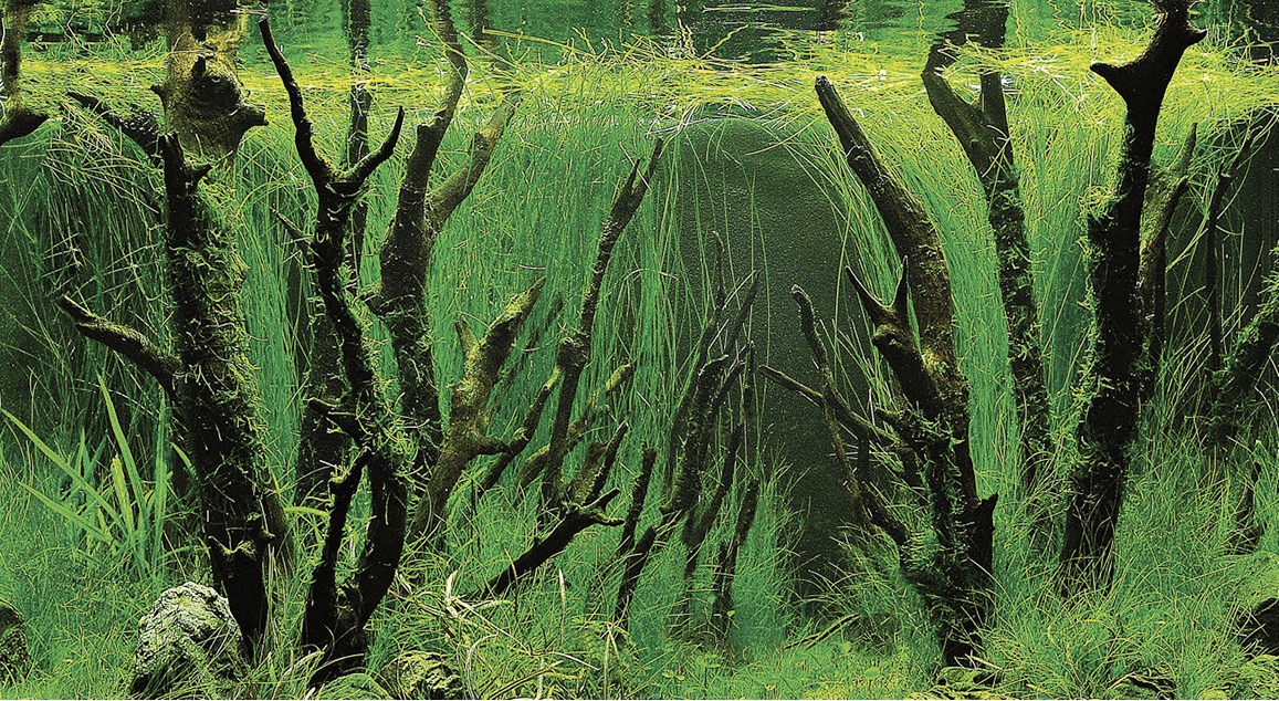 Hobby Aquarium Hintergrund Folie Canyon/Woodland 200x60cm Hobby Aquarium Hintergrund Folie Canyon/Woodland 200x60cm
