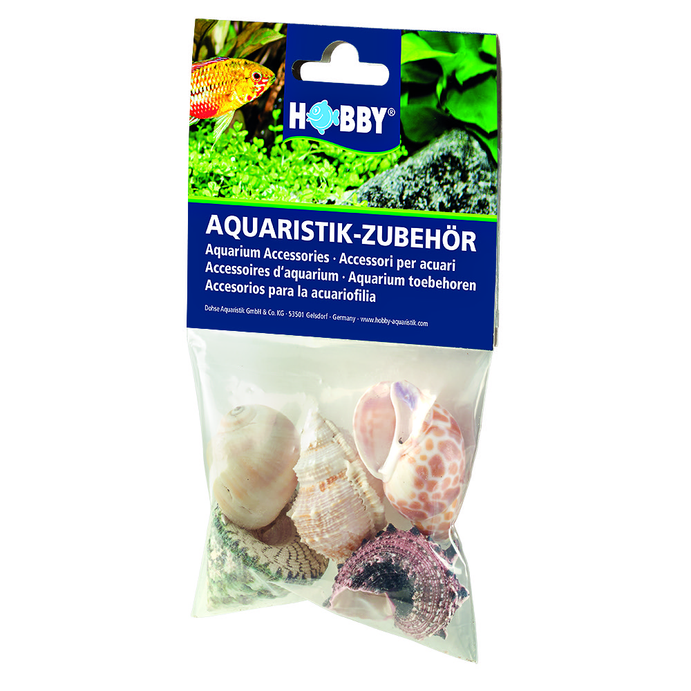 Sea Shells Muschel Set L - 5 Stück Sea Shells Muschel Set L - 5 Stück