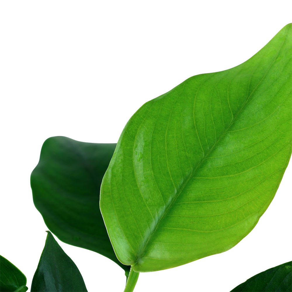 Anubias barteri var. nana - auf Wurzel mit Sauger Anubias barteri var. nana - auf Wurzel mit Sauger