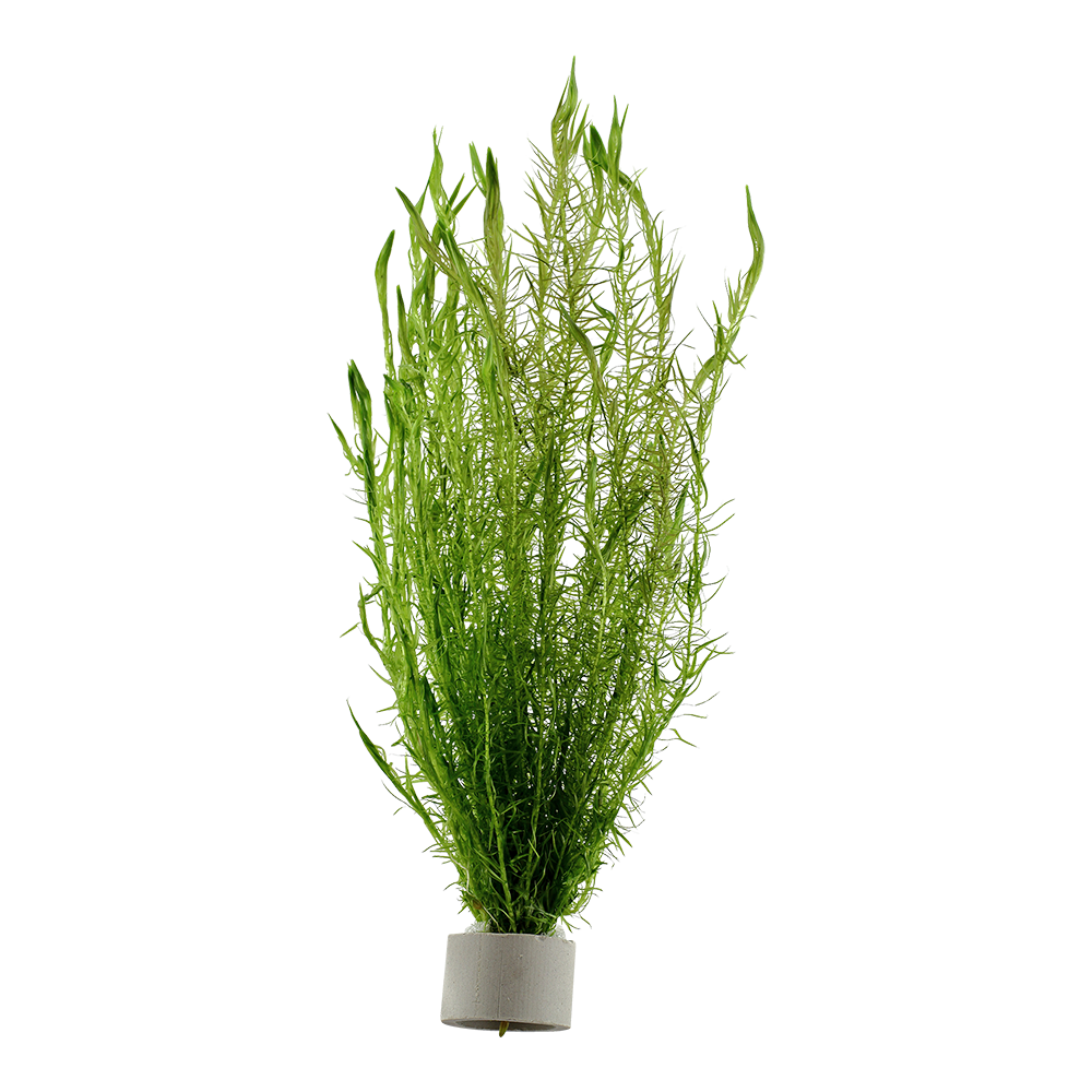 Tropica - Mayaca fluviatilis - Fluss-Mooskraut - im Bund Tropica - Mayaca fluviatilis - Fluss-Mooskraut - im Bund