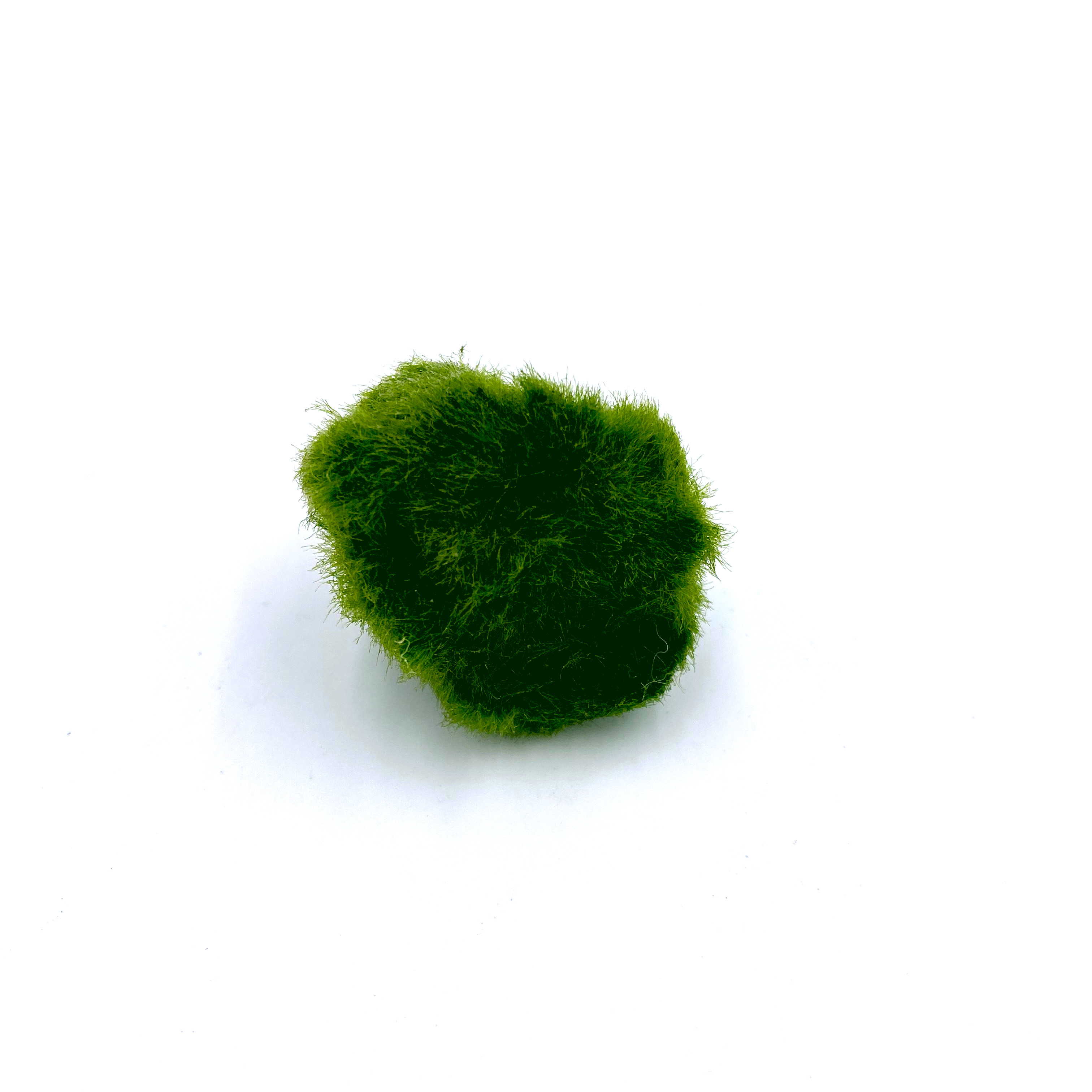 Aegagropila linnaei - Mooskugel - Marimo 2-4cm Aegagropila linnaei - Mooskugel - Marimo 2-4cm