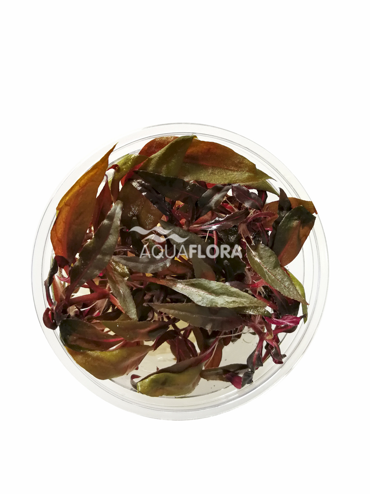 Aquaflora - Alternanthera reineckii 'Pink' - Lilafarbenes Papageienblatt - in Vitro Aquaflora - Alternanthera reineckii 'Pink' - Lilafarbenes Papageienblatt - in Vitro