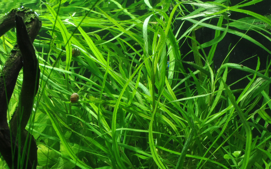 Hygrophila costata - Guyanischer Wasserfreund - im Topf