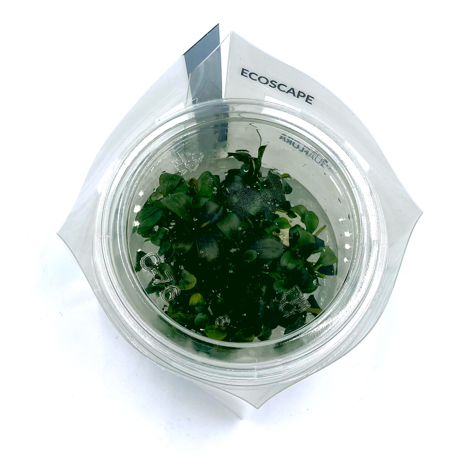 Bucephalandra 'Batang Kawa' - in Vitro Bucephalandra 'Batang Kawa' - in Vitro