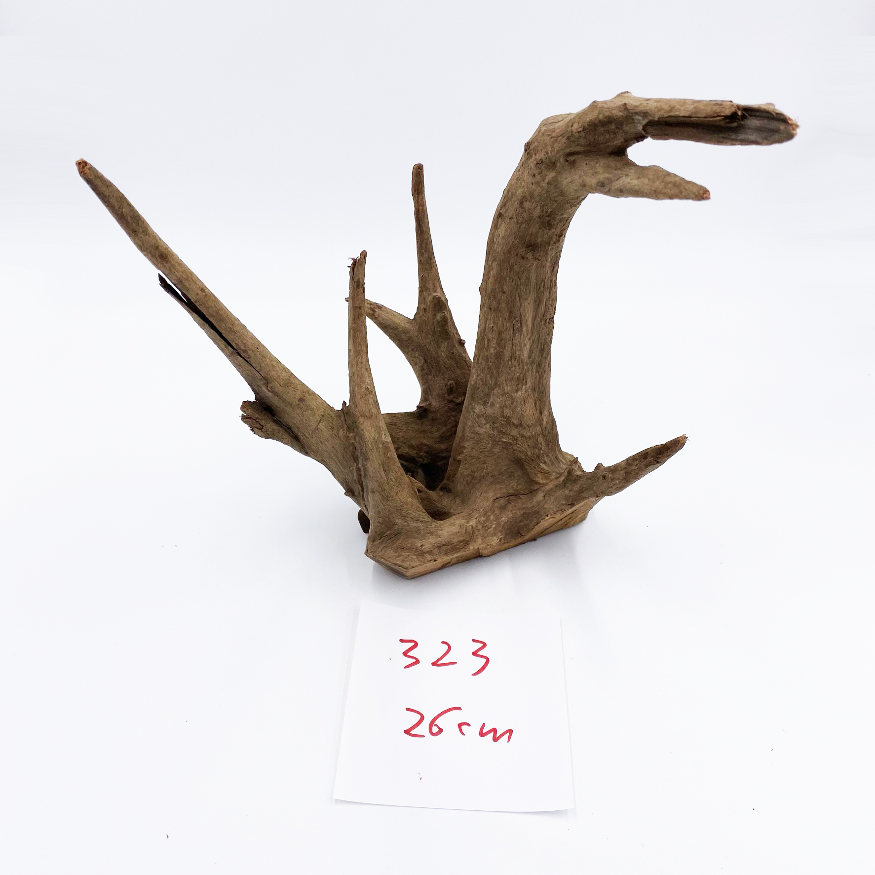 Corbo Root Nano Wurzel - 15 bis 22cm