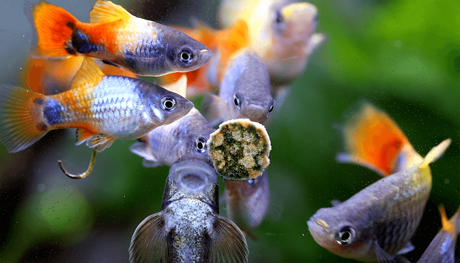 NatureHolic NipTabs Green Complete - Hafttabletten Aquarium NatureHolic NipTabs Green Complete - Hafttabletten Aquarium