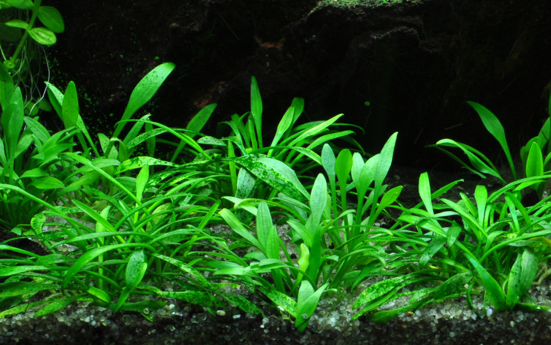 Cryptocoryne parva - kleiner Wasserkelch - im Topf