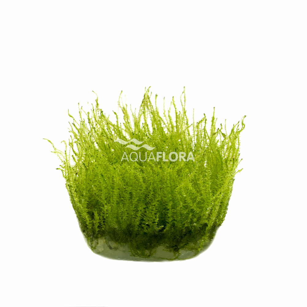 Aquaflora - Leptodictyum riparium - Ufermoos - stringy moss - In Vitro