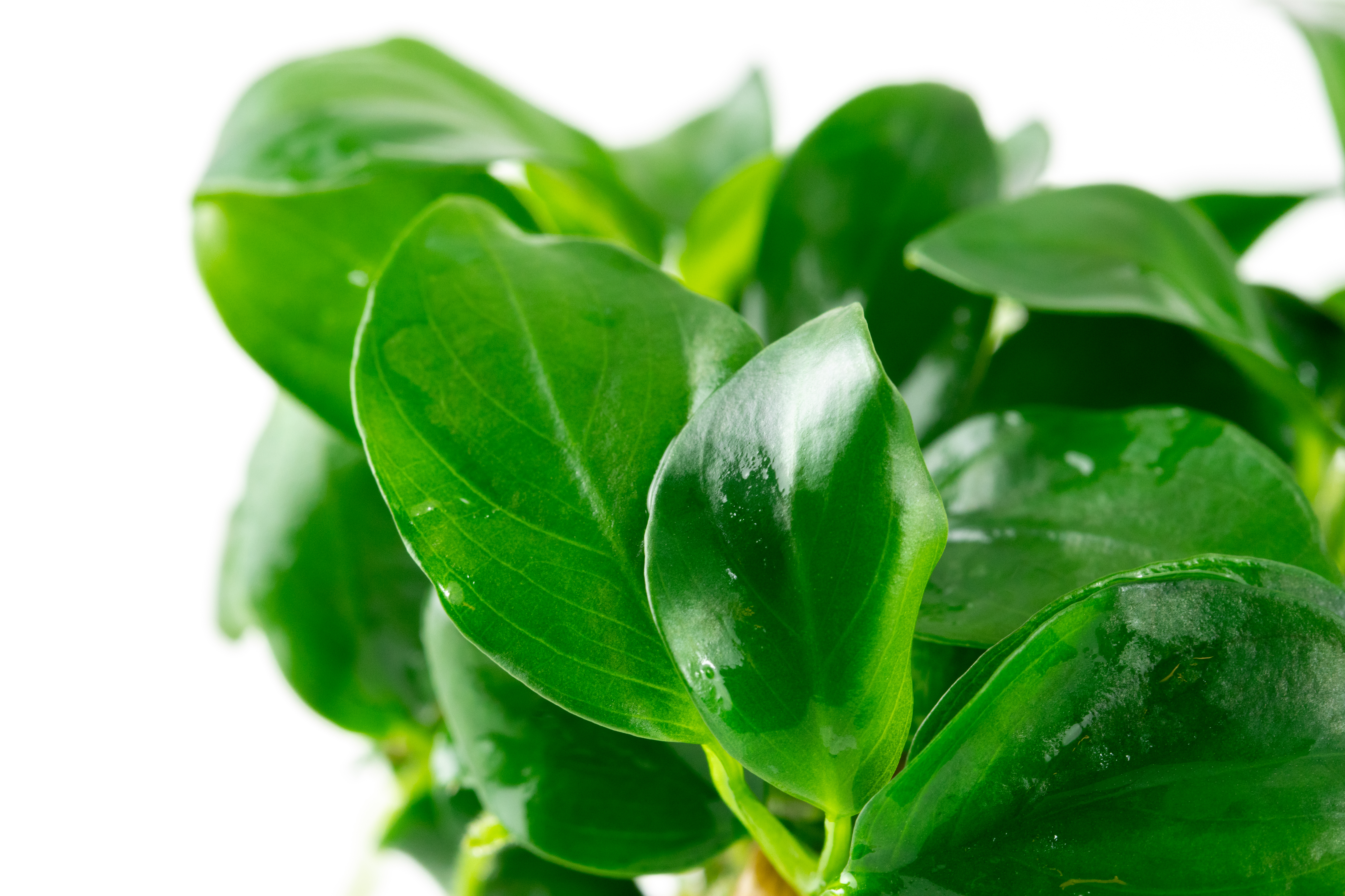 Anubias barteri var. nana - in Vitro