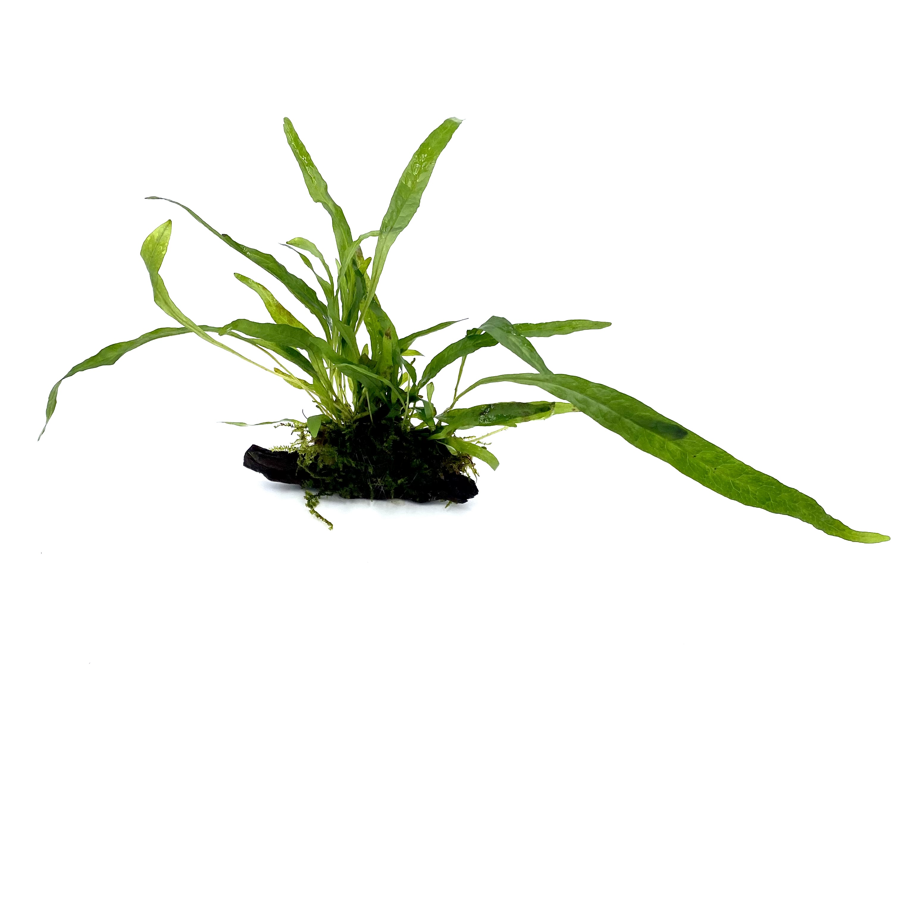 Aquaflora - Microsorum auf Holz nano (5-7cm) Java Farn Aquaflora - Microsorum auf Holz nano (5-7cm) Java Farn