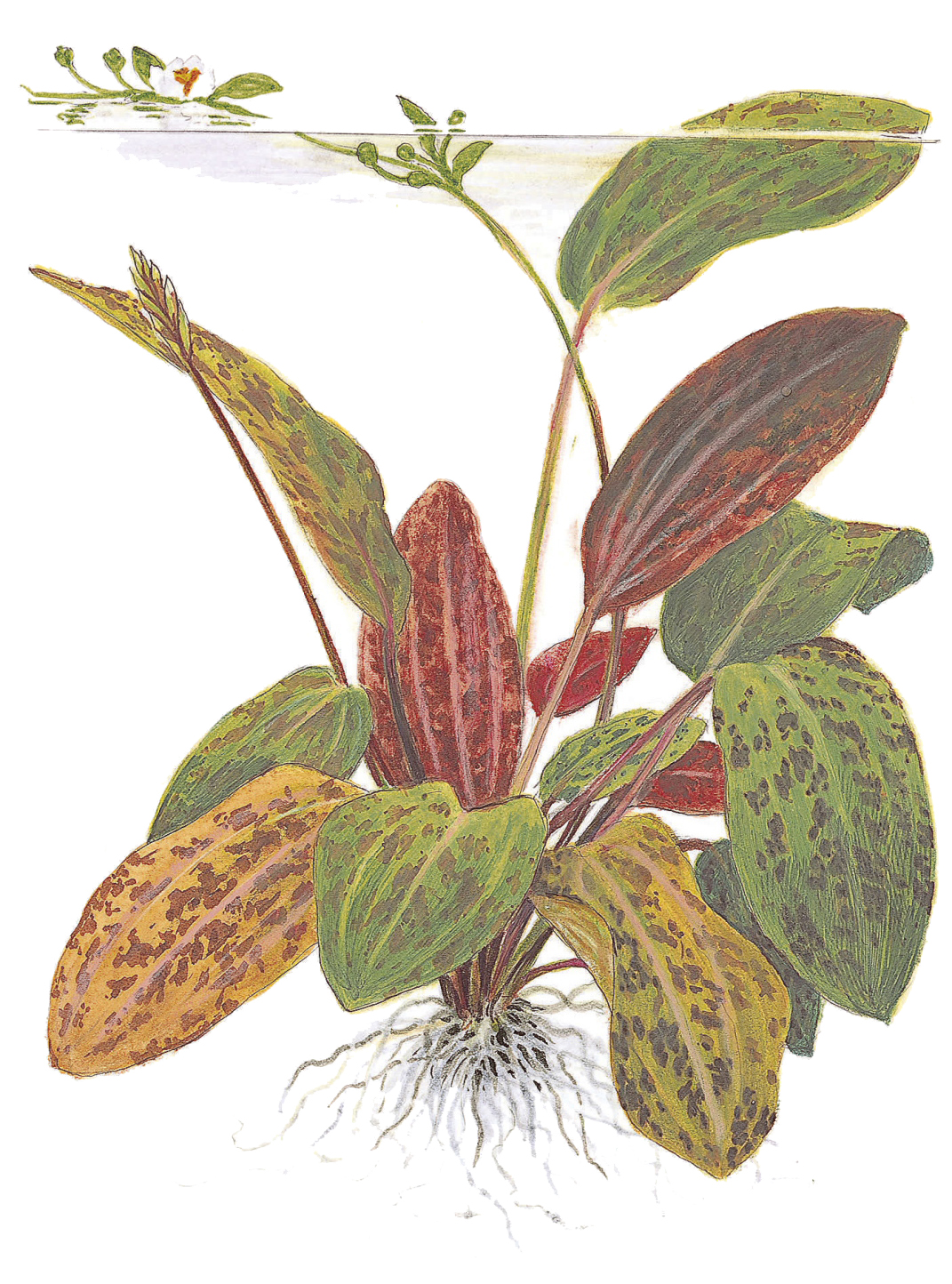 Echinodorus 'Ozelot' - Ozelot-Schwertpflanze - Mutterpflanze im XL-Topf