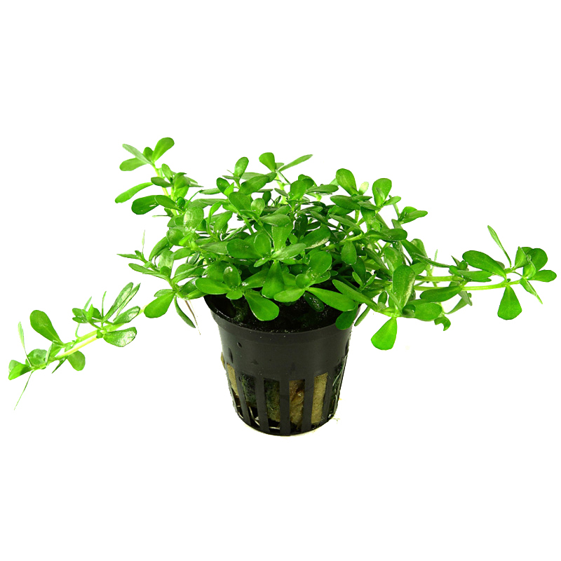 Bacopa monnieri 'Compact' - Kleines Fettblatt kompakt - im Topf Bacopa monnieri 'Compact' - Kleines Fettblatt kompakt - im Topf