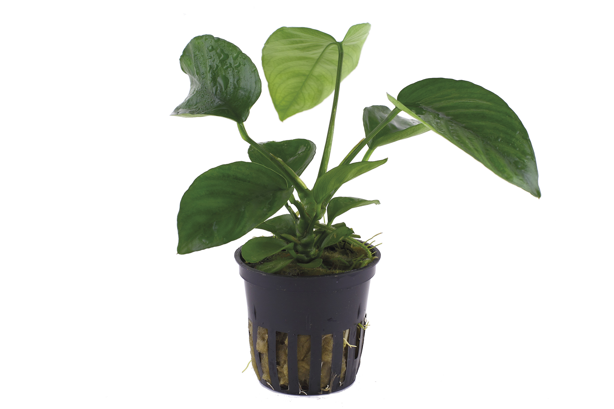 Anubias barteri var. caladiifolia - im Topf Anubias barteri var. caladiifolia - im Topf