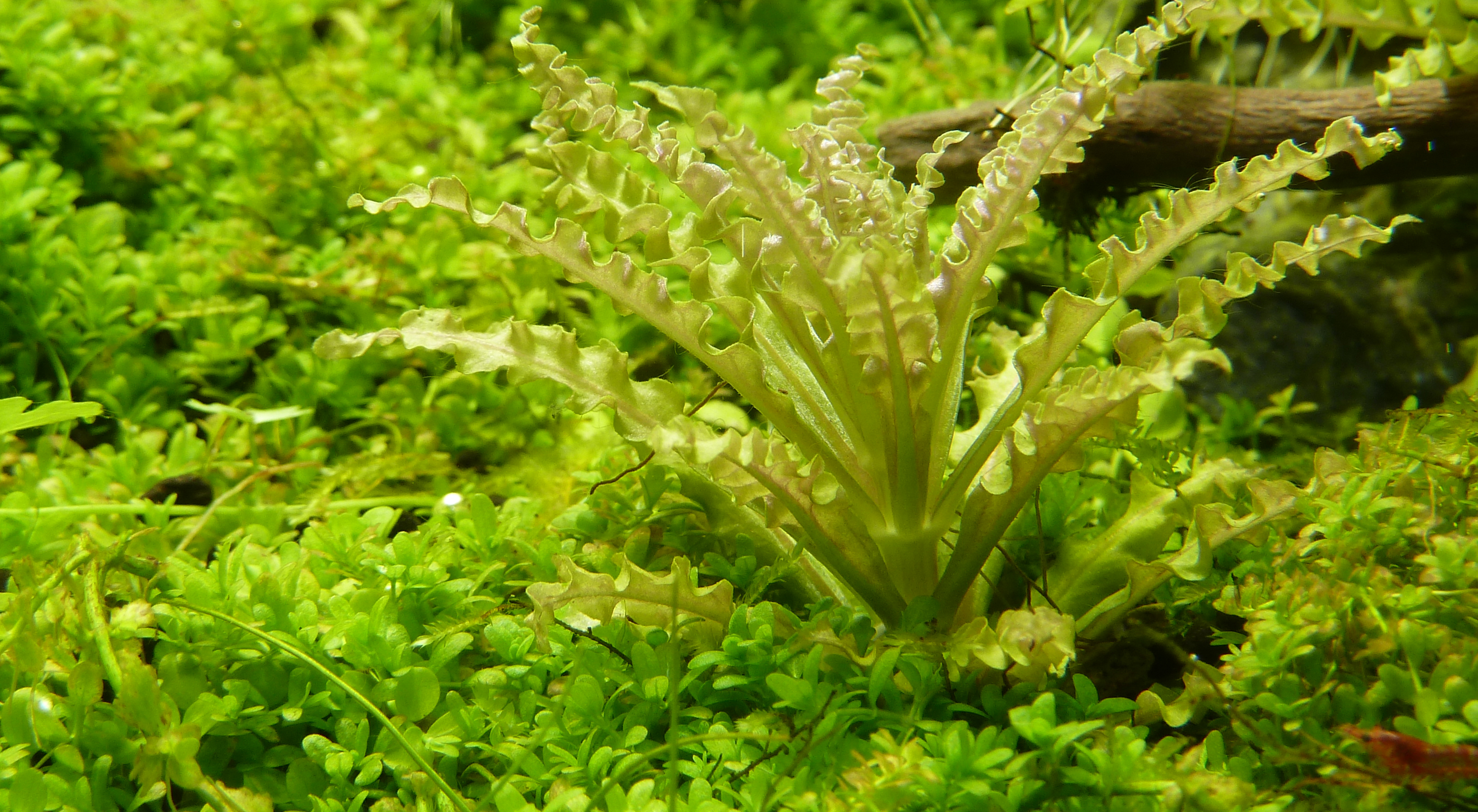 Pogostemon helferi - Kleiner Wasserstern - in Vitro Pogostemon helferi - Kleiner Wasserstern - in Vitro