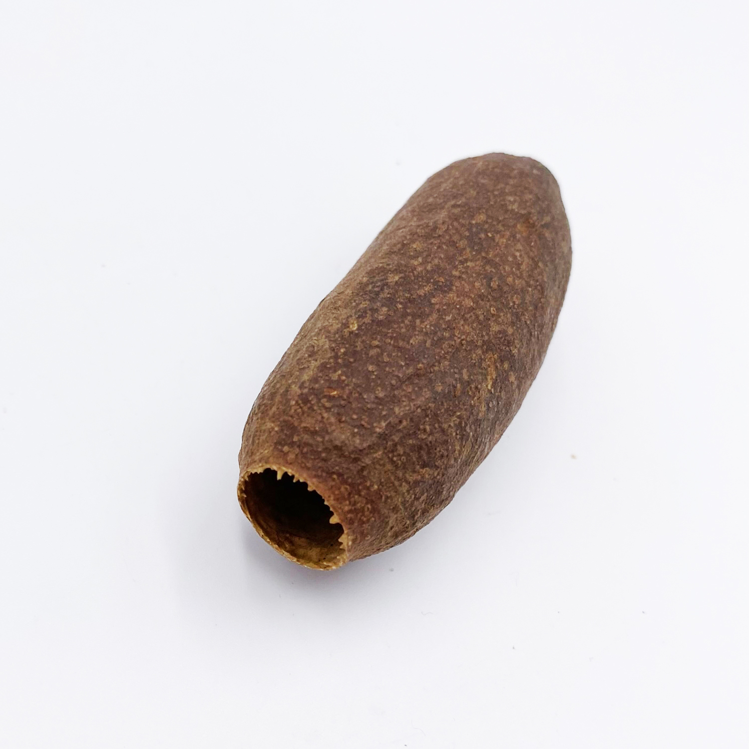 Jecetiba Kapsel - Cariniana legalis - Savuschote - Jequitiba