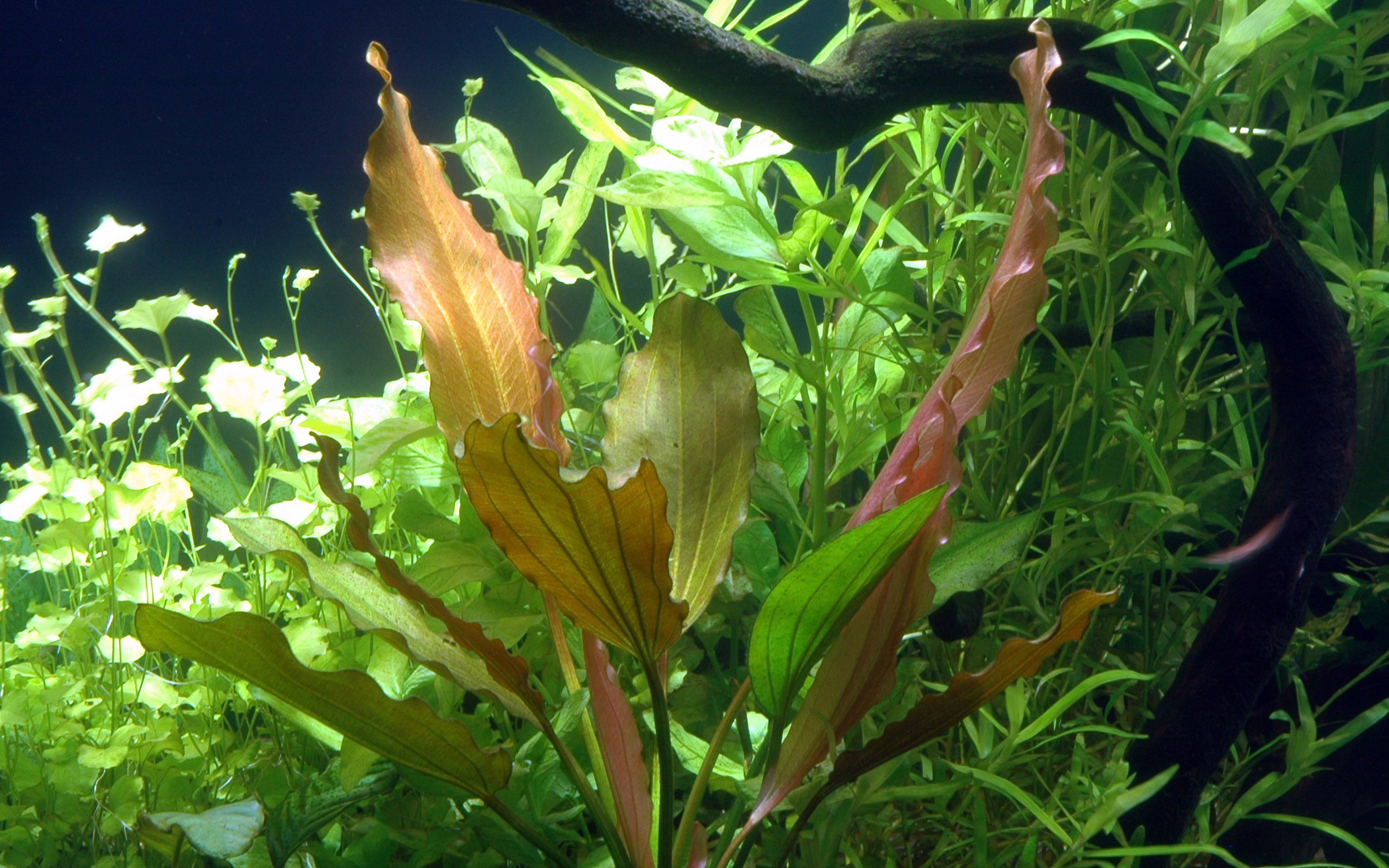 Echinodorus 'Rosé' - Rosé-Schwertpflanze - Mutterpflanze im XL Topf Echinodorus 'Rosé' - Rosé-Schwertpflanze - Mutterpflanze im XL Topf