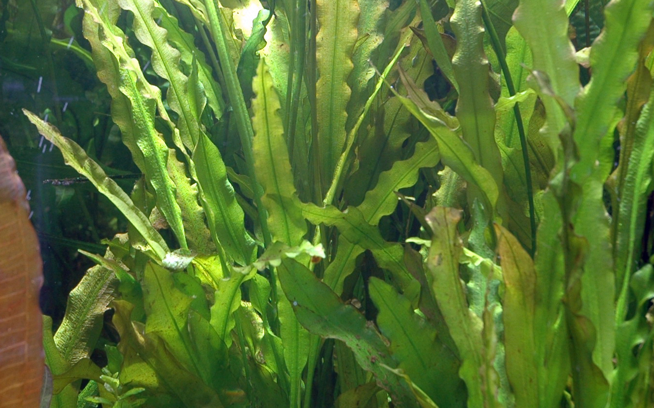 Tropica - Aponogeton crispus - Krause Wasserähre - Knolle Tropica - Aponogeton crispus - Krause Wasserähre - Knolle