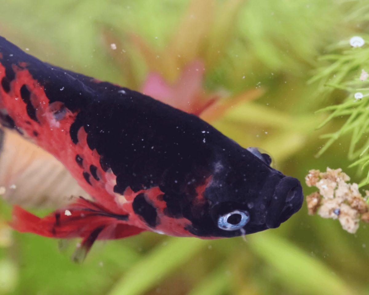 NatureHolic Betta Booster - Kampffisch Futter - 12g