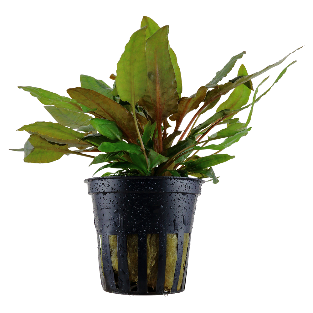 Cryptocoryne wendtii 'Tropica' - Tropica-Wasserkelch - im Topf Cryptocoryne wendtii 'Tropica' - Tropica-Wasserkelch - im Topf