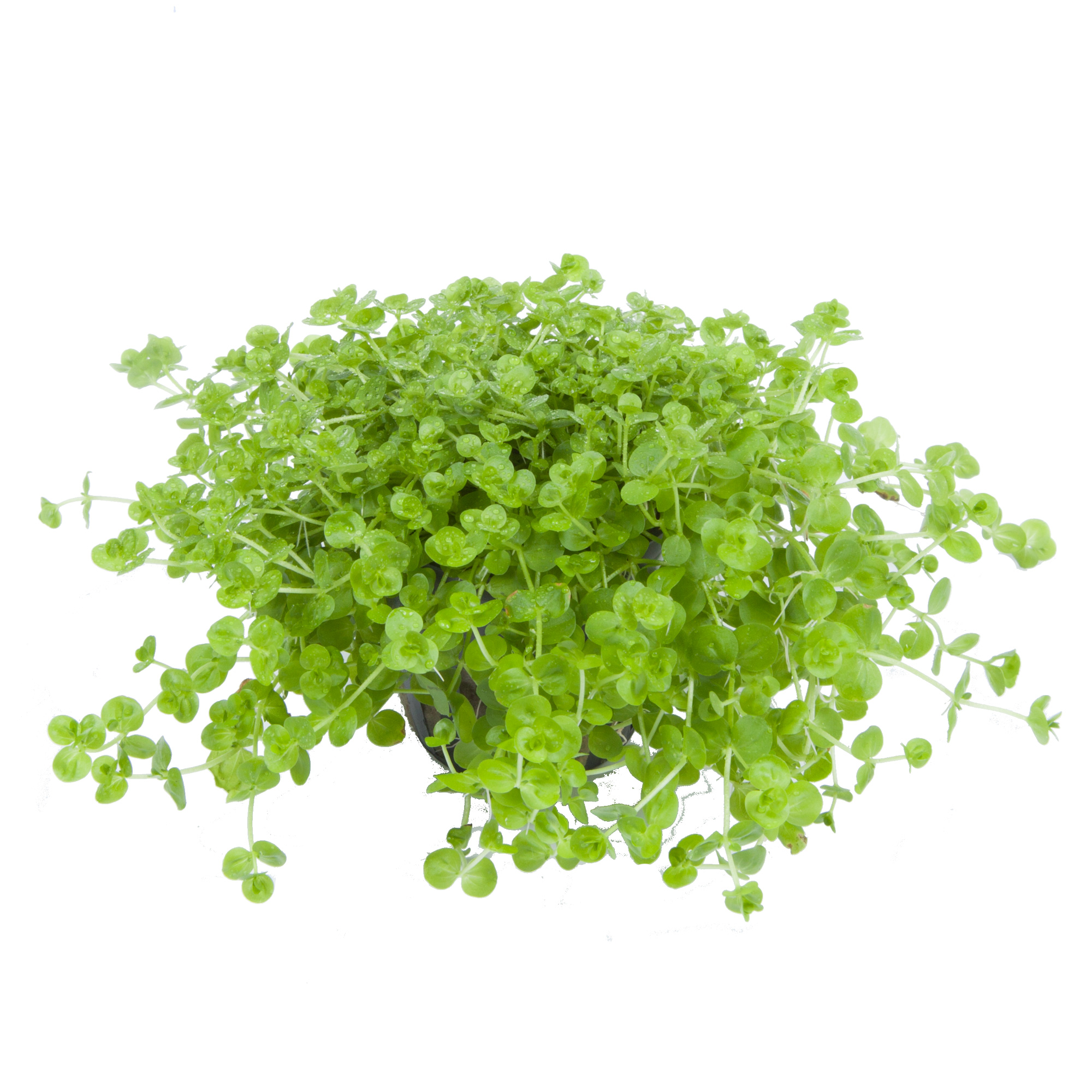 Micranthemum umbrosum - Rundblättriges Perlenkraut - im Topf Micranthemum umbrosum - Rundblättriges Perlenkraut - im Topf