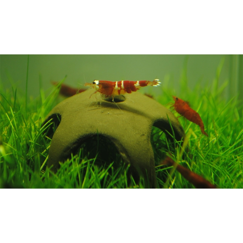 Aqua Nova Shrimp Star Garnelen Stern