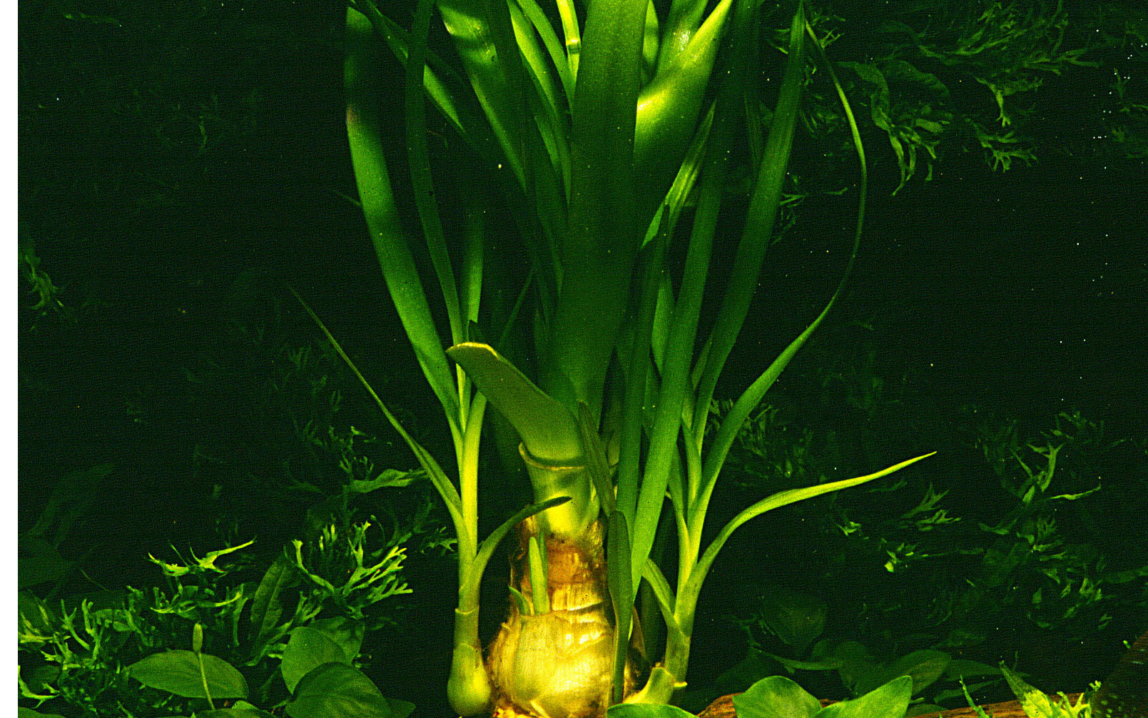 Crinum thaianum - Thailändische Hakenlilie - im Topf Crinum thaianum - Thailändische Hakenlilie - im Topf