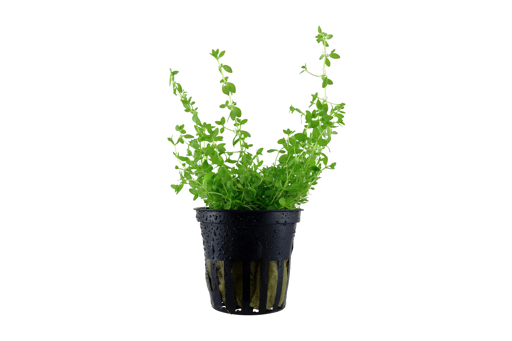 Tropica - Hemianthus micranthemoides - Quirlblättriges Perlenkraut - in Vitro Tropica - Hemianthus micranthemoides - Quirlblättriges Perlenkraut - in Vitro