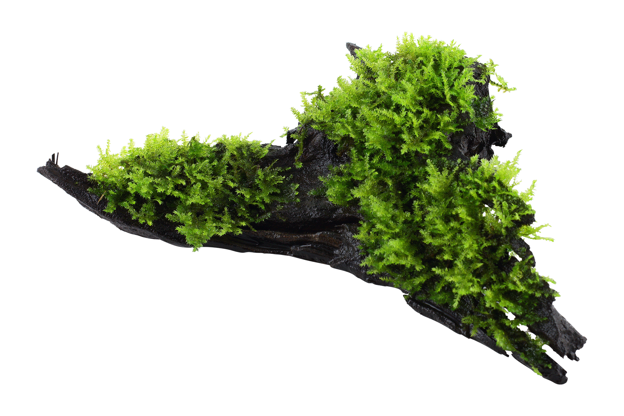 Vesicularia montagnei 'Christmas Moss' - auf Wurzel Vesicularia montagnei 'Christmas Moss' - auf Wurzel