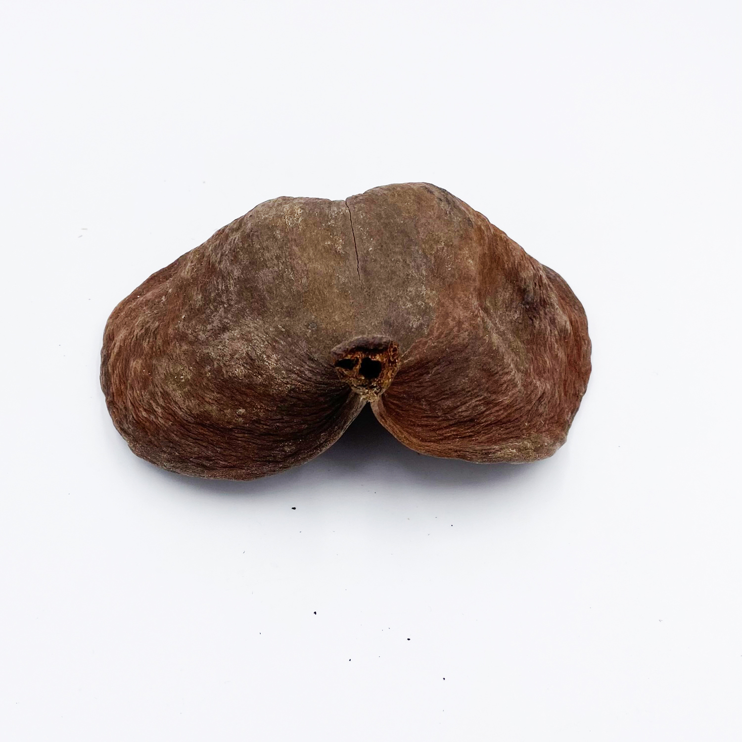 Badam Schote - Sterculia foetida