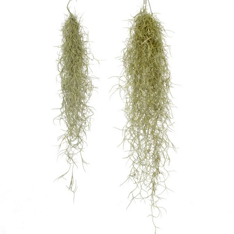 Tillandsia Usneoides Medium Luftpflanze Tillandsia Usneoides Medium Luftpflanze
