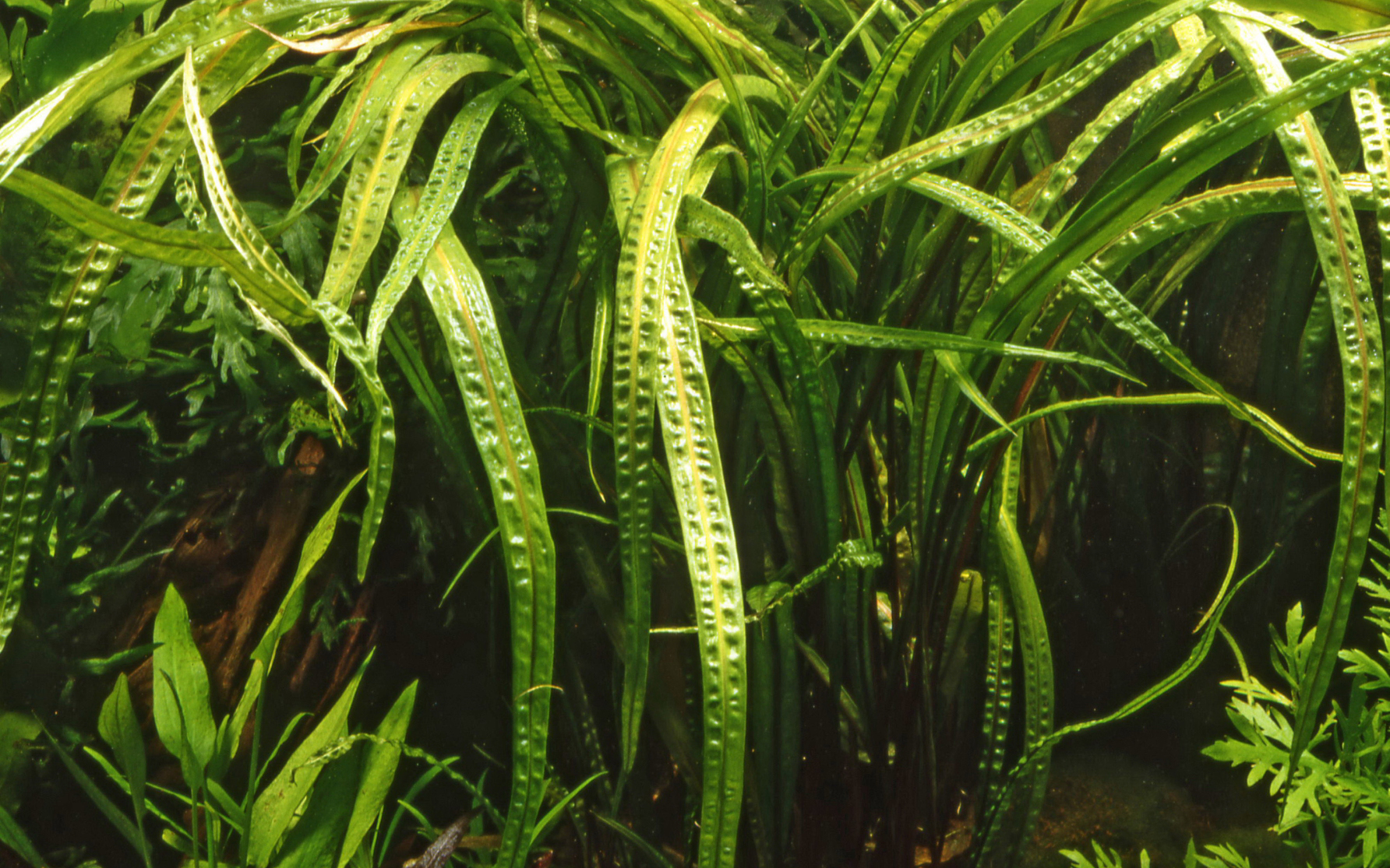 Cryptocoryne crispatula -  Grasblättriger Wasserkelch - in Vitro