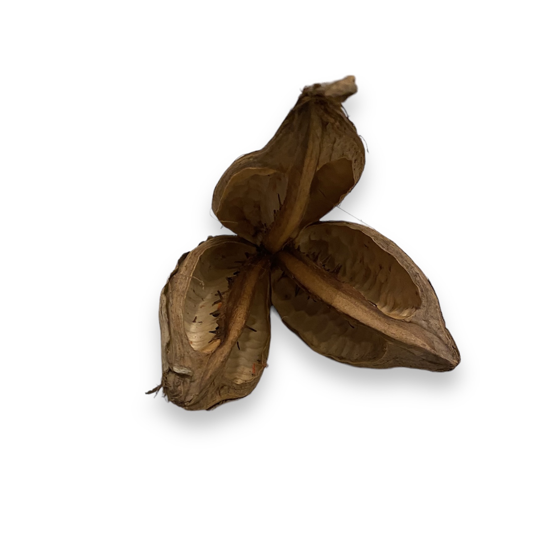 Sororoca Blume 9-14 cm Sororoca Blume 9-14 cm