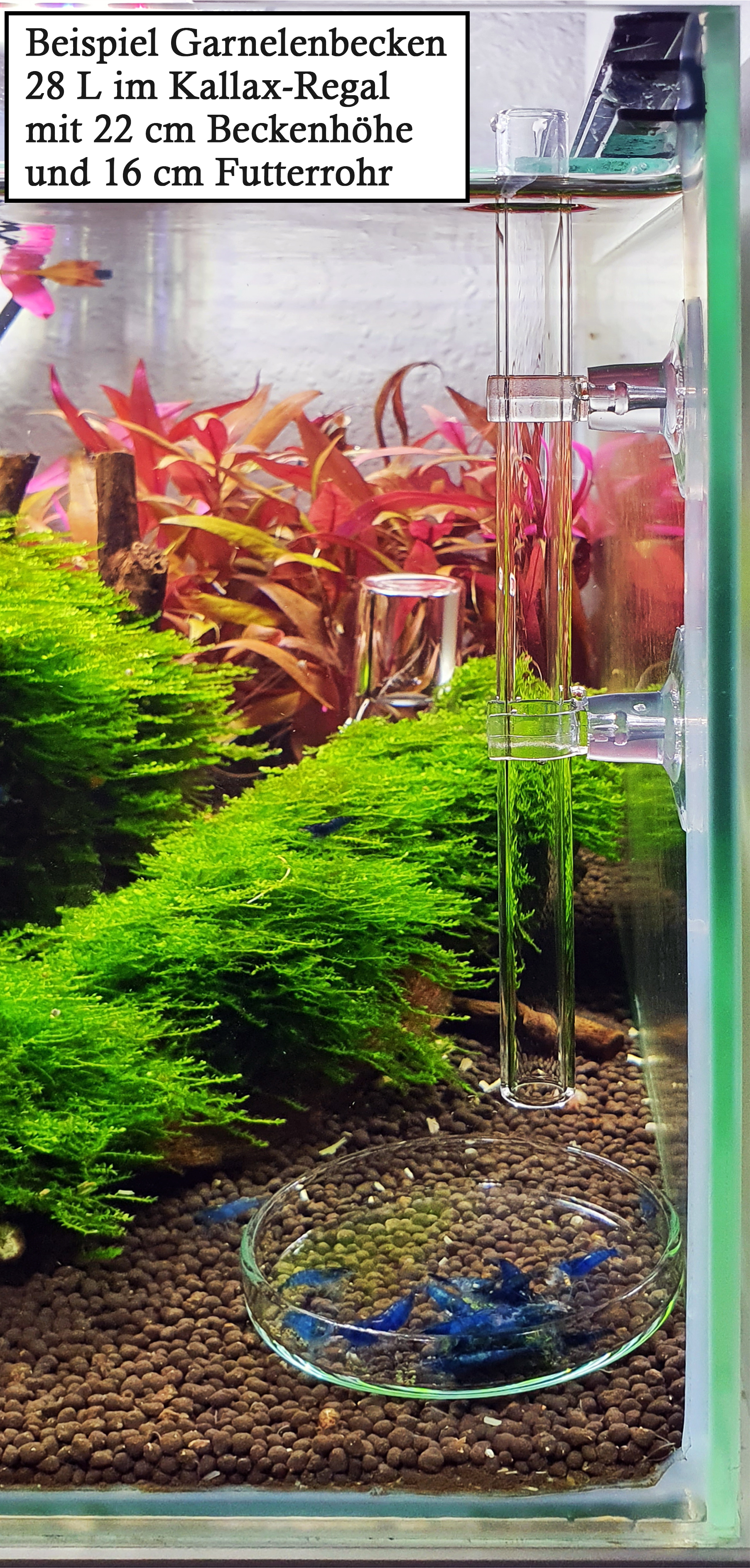 GARNELEN4YOU® Futterrohr-Set aus Laborglas | Rohr und Futter-Schale für Garnelenfutter  | Shrimp Feeder Tube 16 cm lang