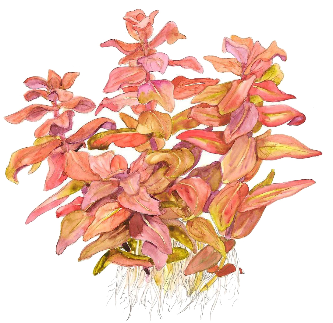 Tropica Rotala macrandra - Große Rotala - in Vitro Tropica Rotala macrandra - Große Rotala - in Vitro